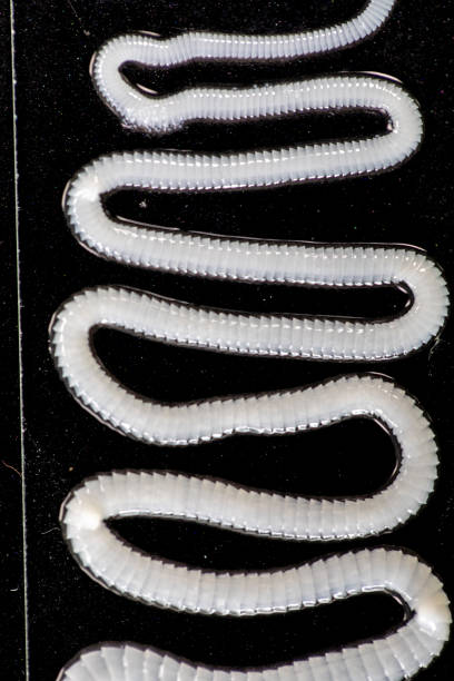 istock Tapeworm is a freshwater fish parasite under the microscope for education. 1070032754