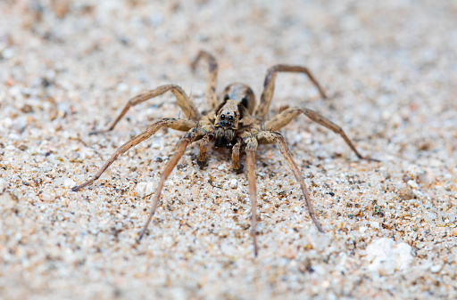 Wolf spider in Montseny natural park sands