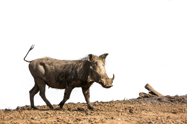 Photo of mother and baby warthogs at a waterhole, wildlife game drive in Namibia, Africa