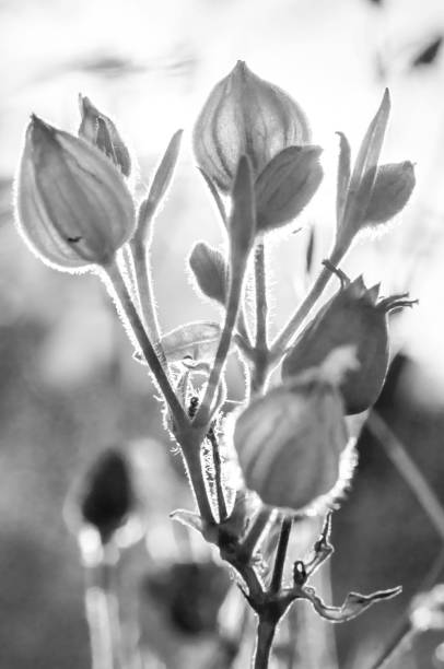 High-key macro close-up of a white flower with soft tonal transitions, creating an elegant abstract floral composition suitable for backgrounds and design use