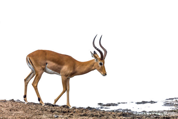 istock Common Impala in Kruger National park, South Africa 1070043714