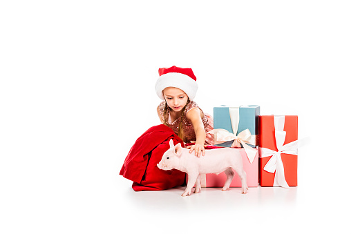 cute happy child in santa hat stroking pig and sitting near christmas presents isolated on white