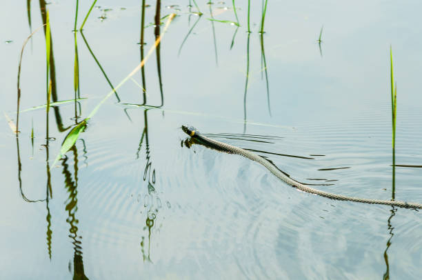 istock swimming grass snake in a lake - Natrix natrix 1070044930