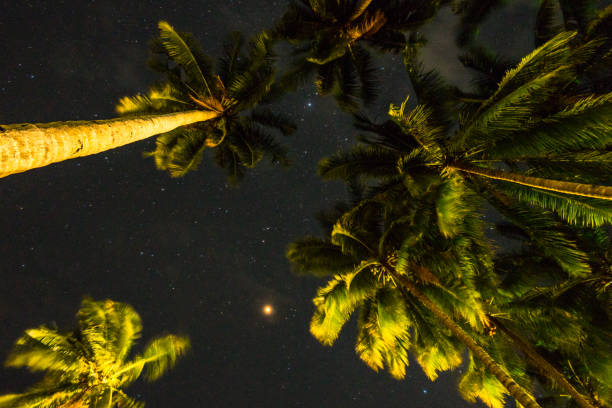 istock coconut palm trees and stars in the night 1070052478