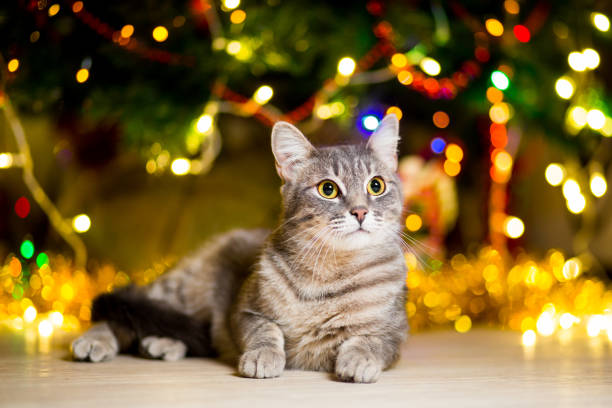 istock Gray young cat without a breed lies near a Christmas tree 1070052594