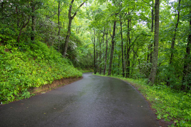 kręta góra one lane road w parku narodowym great smoky mountains - gatlinburg road winding road tennessee zdjęcia i obrazy z banku zdjęć