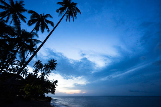 istock silhouette of coconut palm tree by the seaside 1070056264