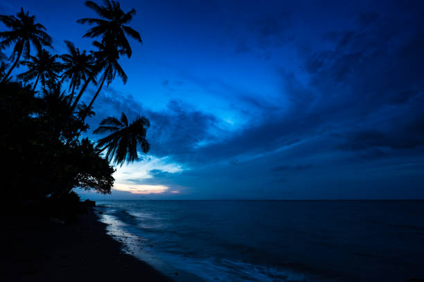 silhouette of coconut palm tree by the seaside