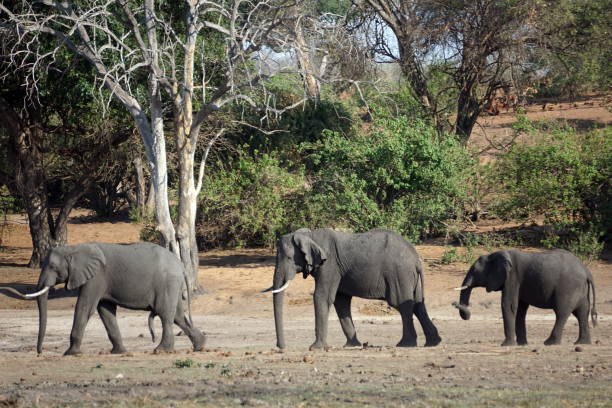 istock Elephants in Chobe National Park 1070057602