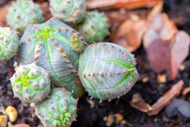 euphorbia obesa monstruosa close-up view - euphorbiaceae imagens e fotografias de stock