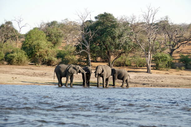 istock Elephants in Chobe National Park 1070058450