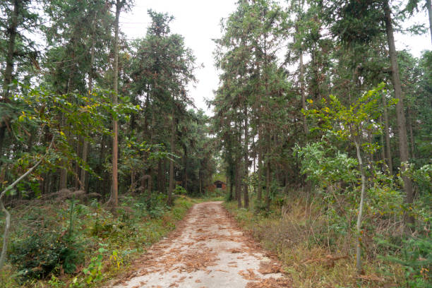 percorso attraverso la foresta di montagna - house wood dirt road footpath foto e immagini stock