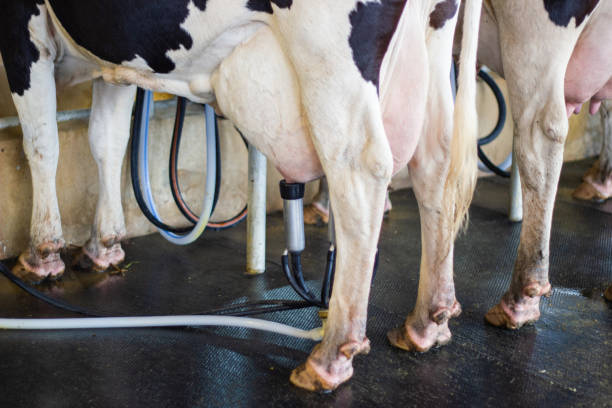 istock Milking cow with milking machine modern 1070060566