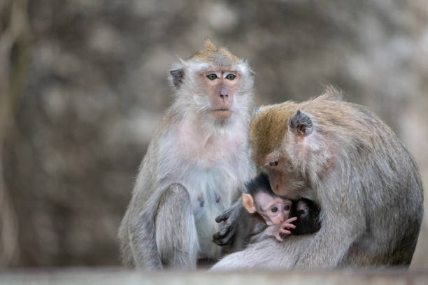 istock Exotic asian animals. Cute monkeys family. 1070062170