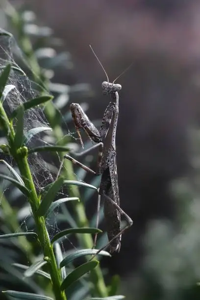 praying mantis in yew bush