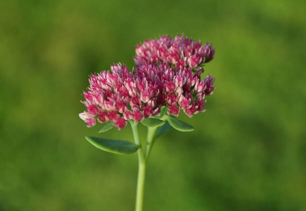 Orpine  blooming in garden background