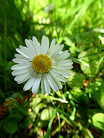 Daisies with yellow pollen