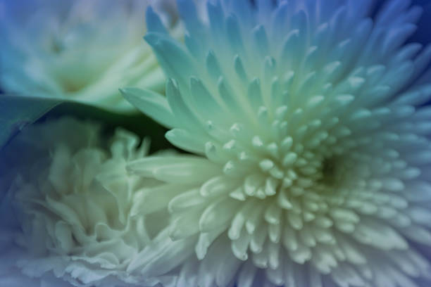 istock White chrysanthemum flowers 1070064918