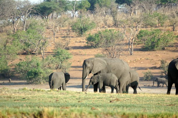 istock Elephants in Chobe National Park 1070069326