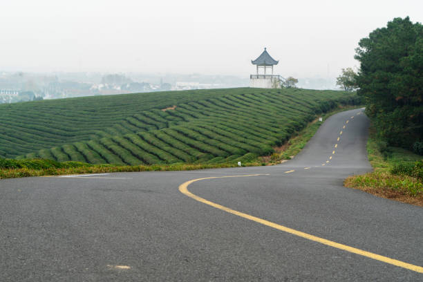 country road in tea garden