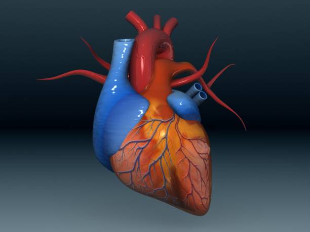 istock Digital illustration of Human heart 1070069804