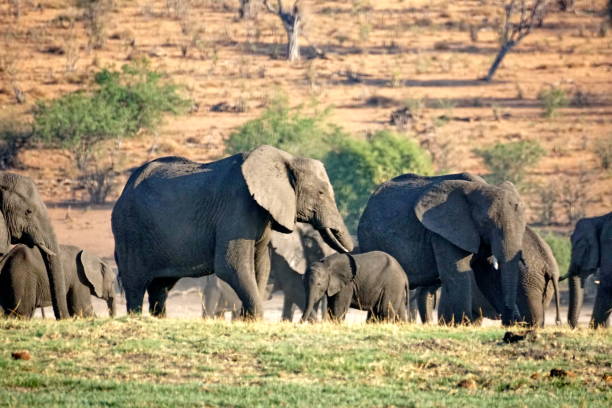 istock Elephants in Chobe National Park 1070070658