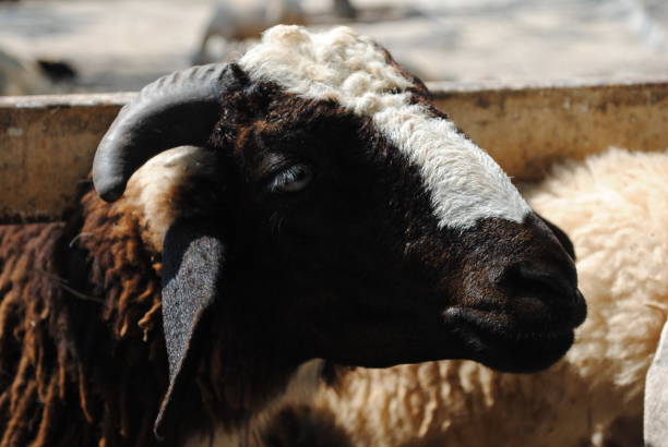 istock Sheep in the farm 1070071138