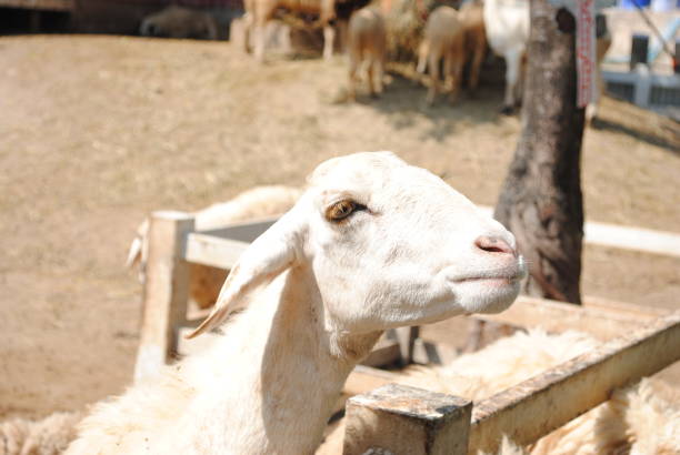 istock Sheep in the farm 1070071144