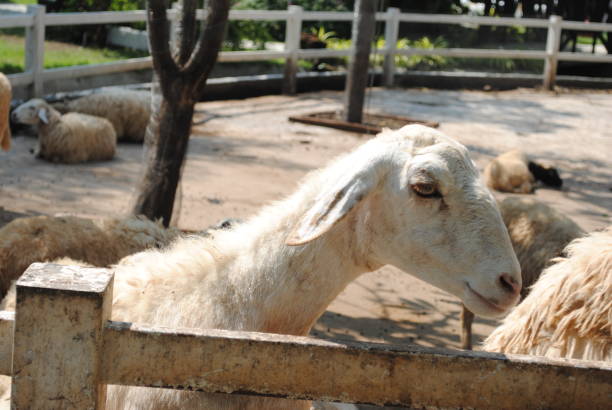 istock Sheep in the farm 1070071168