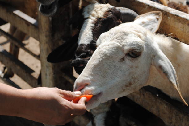 istock Sheep in the farm 1070071234
