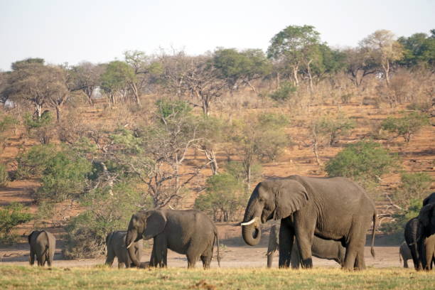 istock Elephants in Chobe National Park 1070072370
