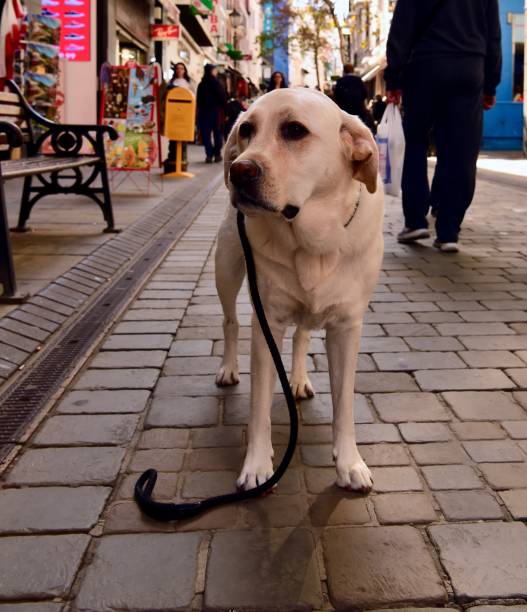 istock Labrador Retriever in Gibraltar 1070080722