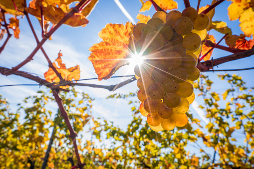 Vine grape leafs with sky background