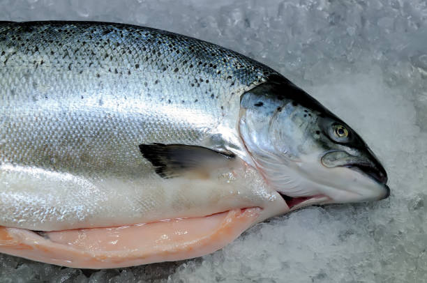 istock Fresh raw red salmon fish on ice 1070081694
