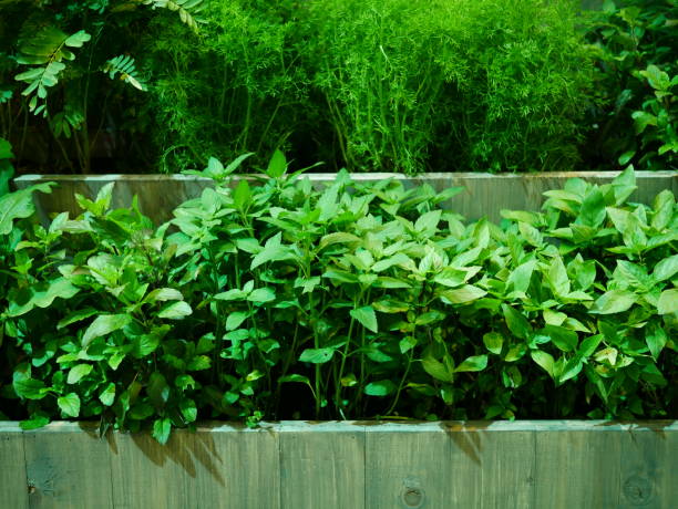 室内の薬草園 - oregano herb garden herb gardens ストックフォトと画像