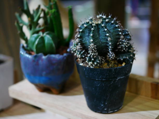 Backgrounds, Beauty, Botany, Cactus, Peyote Cactus,