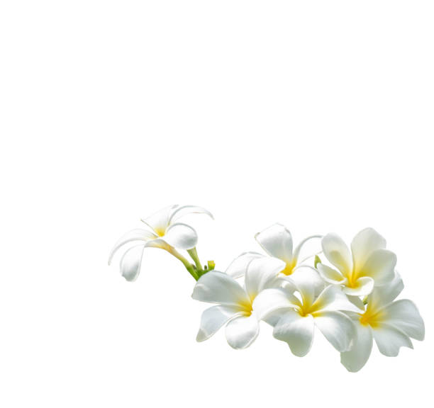 istock bouquet white plumeria with path 1070089226