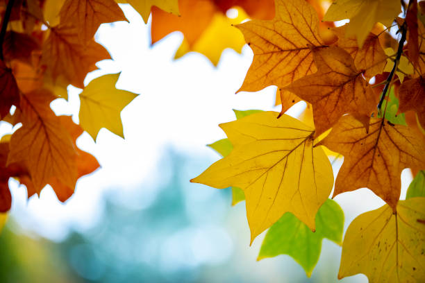 istock yellow colors of autumn 1070091134