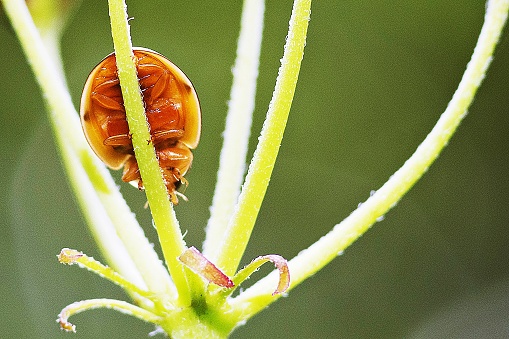 Ladybug's stomach on flower's branch.
