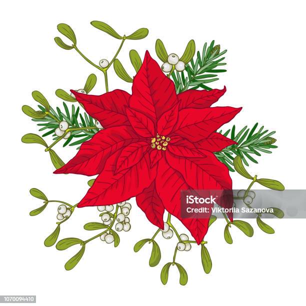 Ilustración de Ramo De Navidad De Flor De Pascua Abeto Y Mistletoes Decoración Floral De Invierno Objetos De Vector Sobre Fondo Blanco y más Vectores Libres de Derechos de Abeto - iStock Ilustración de Ramo De Navidad De Flor De Pascua Abeto Y Mistletoes Decoración Floral De Invierno Objetos De Vector Sobre Fondo Blanco y más Vectores Libres de Derechos de Abeto - iStock