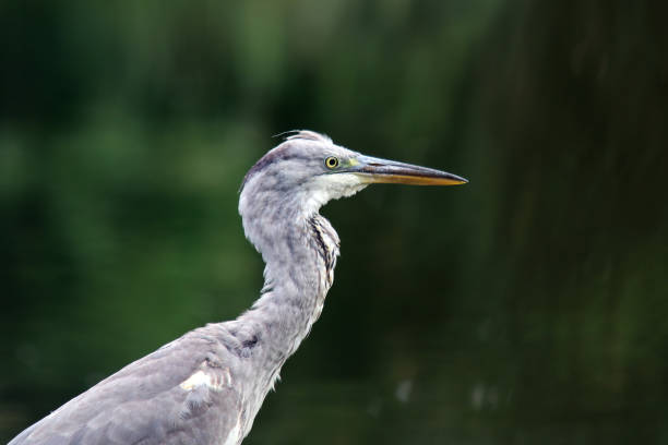 10 august 2018, Aéroparc, Basse Yutz, Yutz, Moselle, Lorraine, France. A grey heron is on a branch above the pond. He's fishing a frog.