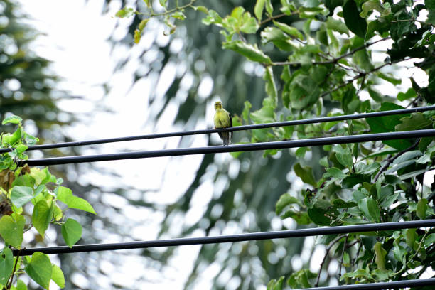 istock Female olive - backed sunbird 1070096744