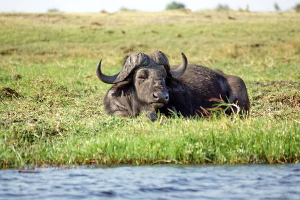 istock Cape buffalo in Chobe National Park 1070096996
