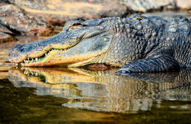 istock Amphibian Prehistoric Crocodile 1070099740