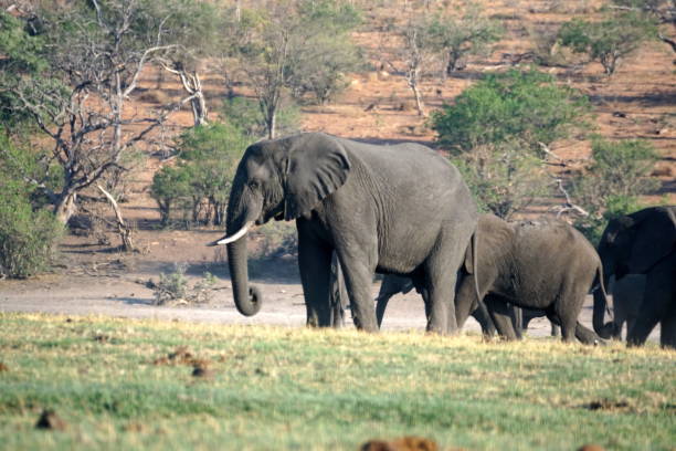istock Elephants in Chobe National Park 1070102542