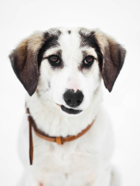 istock Funny playful mixed breed dog winter portrait 1070103816