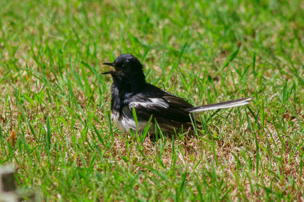 istock Copsychus is on green outdoor lawn. 1070104864
