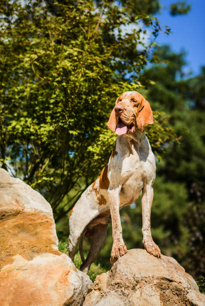 istock Beautiful Bracco Italiano pointer male standing on rock 1070104972