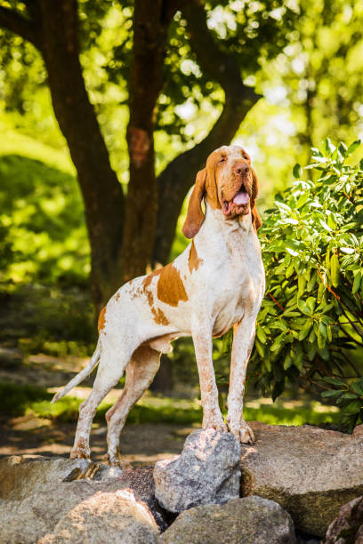 istock Beautiful Bracco Italiano pointer male standing on rock 1070105012