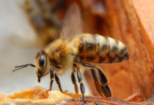 istock bee close up sitting on a frame in a beehive 1070105024